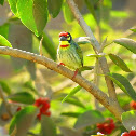 Coppersmith Barbet