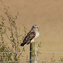 Short Eared Owl