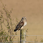 Short Eared Owl