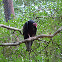 Turkey Vulture