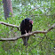 Turkey Vulture