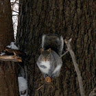 Eastern Gray Squirrel