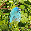 Indigo Bunting