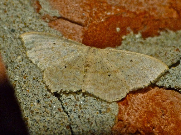 Spotting Image 1