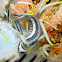 Three-stripe Featherstar Clingfish