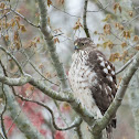 Cooper's Hawk