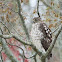 Cooper's Hawk