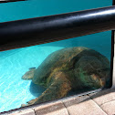 Loggerhead