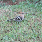 Hoopoe