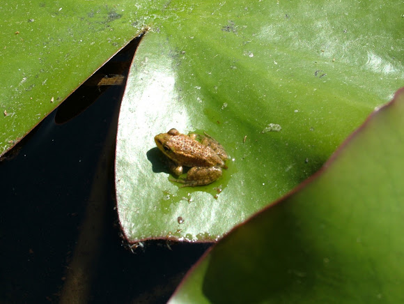 Spotting Image 1
