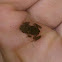 American Toad