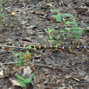 Coral Snake