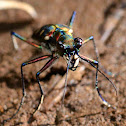 Spotted Tiger Beetle