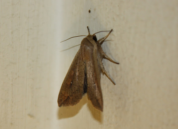 Spotting Image 1