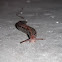 Spotted Garden Slug