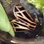 Harnessed Tiger Moth