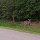 North Houston Wildlife