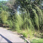 Bamboo