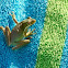 American Green Tree Frog 