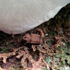 Horned Fungus Beetle; male