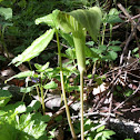 Jack in the Pulpit