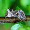 Soybean Looper