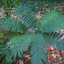 Mimosa