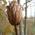 Eastern North America Trees