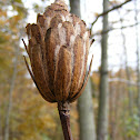Tuliptree or Tulip Poplar