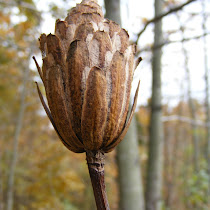 Eastern North America Trees