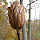 Eastern North America Trees