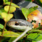 Everglades Racer