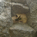 Mason wasp