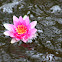 water lily