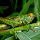 Exploring Grasshoppers of Southern India