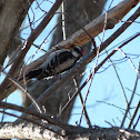 Downy Woodpecker