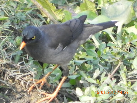 Spotting Image 1