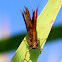 Question Mark Butterfly