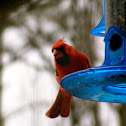 Northern Cardinal