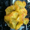 Witch's butter