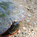 Red-eared Slider Turtle