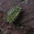 Oruga