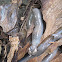 Teredo worm/Tamilok
