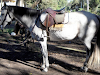 Venta Caballo Liquido