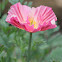 California Poppy