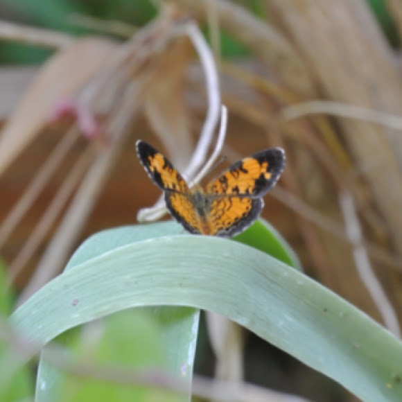 Spotting Image 1