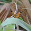 Pearl Crescent