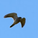 Common kestrel