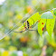 Yellow Garden Spider