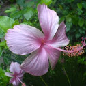 china rose